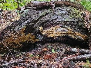  ( - FDS-CA-02155)  @11 [ ] by (2024) Mandy Hackney Fungal Diversity Survey