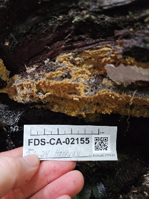  ( - FDS-CA-02155)  @11 [ ] by (2024) Mandy Hackney Fungal Diversity Survey