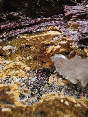  ( - FDS-CA-02155)  @11 [ ] by (2024) Mandy Hackney Fungal Diversity Survey