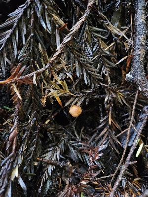  ( - FDS-CA-02156)  @11 [ ] by (2024) Mandy Hackney Fungal Diversity Survey