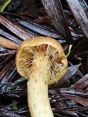  ( - FDS-CA-02156)  @11 [ ] by (2024) Mandy Hackney Fungal Diversity Survey