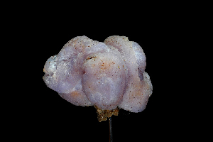  ( - FDS-CA-03463)  @11 [ ] by-nc (2024) Fresno Mycology Society Fungal Diversity Survey