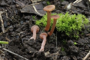 ( - FDS-CA-00903)  @11 [ ] by-nc (2024) Taye Bright Fungal Diversity Survey