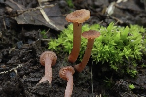  ( - FDS-CA-00903)  @11 [ ] by-nc (2024) Taye Bright Fungal Diversity Survey