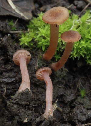  ( - FDS-CA-00903)  @11 [ ] by-nc (2024) Taye Bright Fungal Diversity Survey