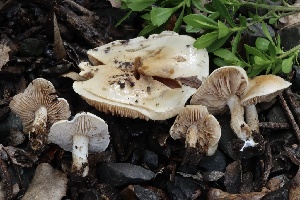  ( - FDS-CA-00904)  @11 [ ] by-nc (2024) Taye Bright Fungal Diversity Survey