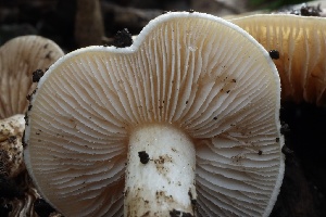  ( - FDS-CA-00904)  @11 [ ] by-nc (2024) Taye Bright Fungal Diversity Survey