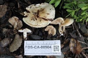  ( - FDS-CA-00904)  @11 [ ] by-nc (2024) Taye Bright Fungal Diversity Survey
