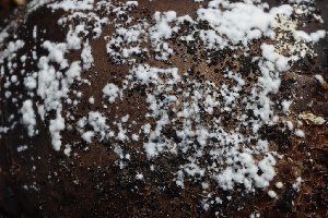  ( - FDS-CA-00909)  @11 [ ] by-nc (2024) Taye Bright Fungal Diversity Survey