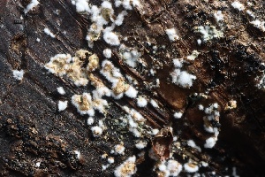  ( - FDS-CA-00909)  @11 [ ] by-nc (2024) Taye Bright Fungal Diversity Survey