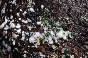 (Trichoderma viridarium - FDS-CA-00909)  @11 [ ] by-nc (2024) Taye Bright Fungal Diversity Survey