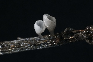  ( - FDS-CA-00912)  @11 [ ] by-nc (2024) Taye Bright Fungal Diversity Survey