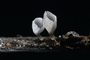  ( - FDS-CA-00912)  @11 [ ] by-nc (2024) Taye Bright Fungal Diversity Survey