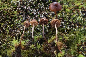  ( - FDS-CA-00913)  @11 [ ] by-nc (2024) Taye Bright Fungal Diversity Survey