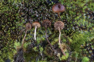  ( - FDS-CA-00913)  @11 [ ] by-nc (2024) Taye Bright Fungal Diversity Survey