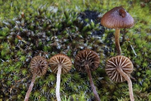  ( - FDS-CA-00913)  @11 [ ] by-nc (2024) Taye Bright Fungal Diversity Survey