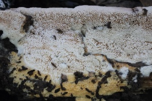  ( - FDS-CA-00918)  @11 [ ] by-nc (2024) Taye Bright Fungal Diversity Survey