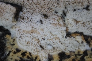  ( - FDS-CA-00918)  @11 [ ] by-nc (2024) Taye Bright Fungal Diversity Survey