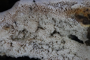  ( - FDS-CA-00918)  @11 [ ] by-nc (2024) Taye Bright Fungal Diversity Survey