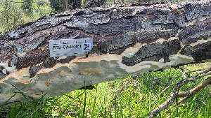  ( - FDS-CA-03461)  @11 [ ] by-nc (2024) Fresno Mycology Society Fungal Diversity Survey
