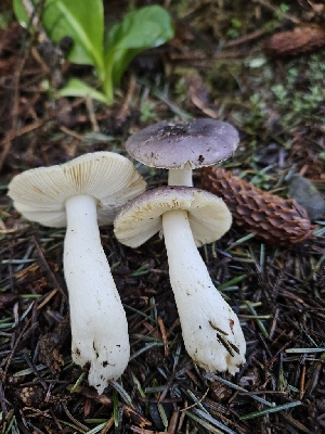  ( - FDS-CA-02139)  @11 [ ] by (2024) Mandy Hackney Fungal Diversity Survey