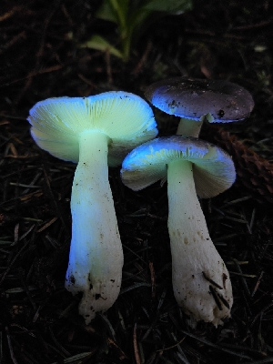  ( - FDS-CA-02139)  @11 [ ] by (2024) Mandy Hackney Fungal Diversity Survey