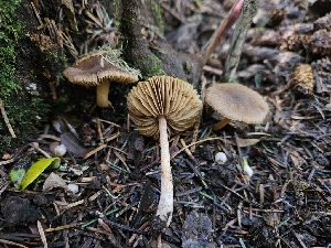  ( - FDS-CA-02136)  @11 [ ] by (2024) Mandy Hackney Fungal Diversity Survey