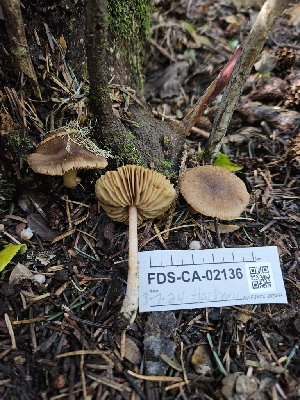  ( - FDS-CA-02136)  @11 [ ] by (2024) Mandy Hackney Fungal Diversity Survey