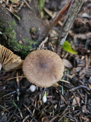  ( - FDS-CA-02136)  @11 [ ] by (2024) Mandy Hackney Fungal Diversity Survey