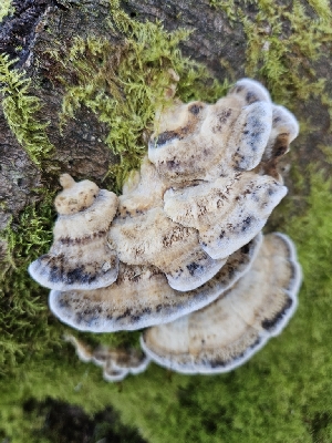 ( - FDS-CA-02135)  @11 [ ] by (2024) Mandy Hackney Fungal Diversity Survey