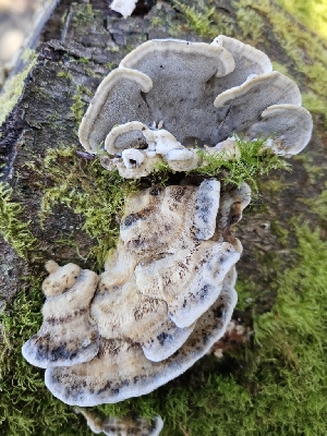  ( - FDS-CA-02135)  @11 [ ] by (2024) Mandy Hackney Fungal Diversity Survey