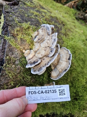  ( - FDS-CA-02135)  @11 [ ] by (2024) Mandy Hackney Fungal Diversity Survey