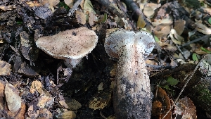  ( - FDS-CA-03470)  @11 [ ] by-nc (2024) Fresno Mycology Society Fungal Diversity Survey