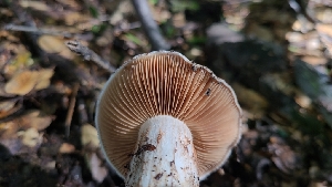  ( - FDS-CA-03470)  @11 [ ] by-nc (2024) Fresno Mycology Society Fungal Diversity Survey