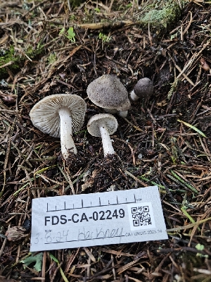  ( - FDS-CA-02249)  @11 [ ] by (2024) Mandy Hackney Fungal Diversity Survey