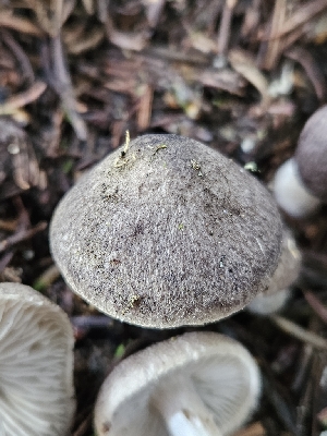  ( - FDS-CA-02249)  @11 [ ] by (2024) Mandy Hackney Fungal Diversity Survey