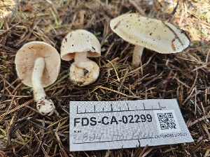  ( - FDS-CA-02299)  @11 [ ] by (2024) Mandy Hackney Fungal Diversity Survey