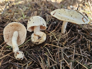  ( - FDS-CA-02299)  @11 [ ] by (2024) Mandy Hackney Fungal Diversity Survey