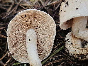  ( - FDS-CA-02299)  @11 [ ] by (2024) Mandy Hackney Fungal Diversity Survey