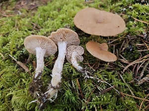  ( - FDS-CA-02252)  @11 [ ] by (2024) Mandy Hackney Fungal Diversity Survey