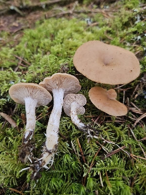  ( - FDS-CA-02252)  @11 [ ] by (2024) Mandy Hackney Fungal Diversity Survey