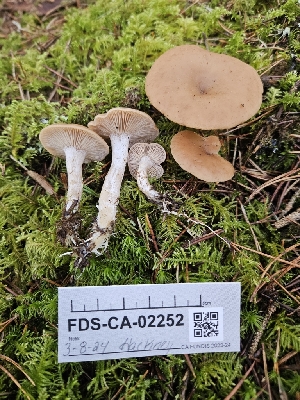  ( - FDS-CA-02252)  @11 [ ] by (2024) Mandy Hackney Fungal Diversity Survey
