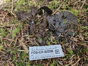 ( - FDS-CA-02298)  @11 [ ] by (2024) Mandy Hackney Fungal Diversity Survey