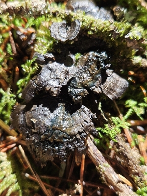  ( - FDS-CA-02298)  @11 [ ] by (2024) Mandy Hackney Fungal Diversity Survey