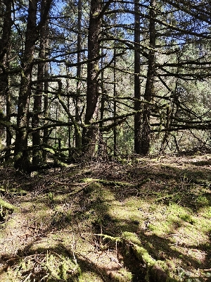  ( - FDS-CA-02298)  @11 [ ] by (2024) Mandy Hackney Fungal Diversity Survey