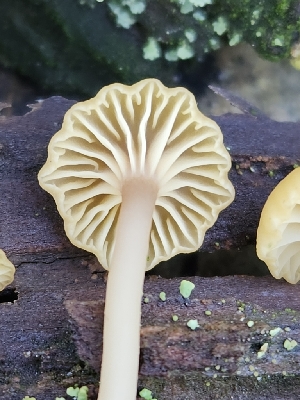  ( - FDS-CA-02260)  @11 [ ] by (2024) Mandy Hackney Fungal Diversity Survey