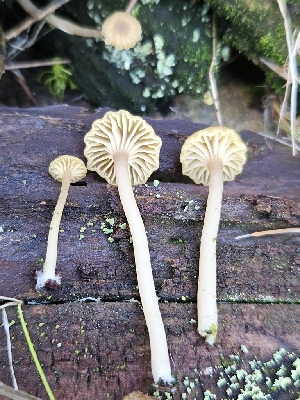  ( - FDS-CA-02260)  @11 [ ] by (2024) Mandy Hackney Fungal Diversity Survey