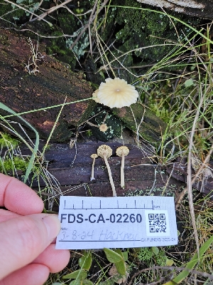  ( - FDS-CA-02260)  @11 [ ] by (2024) Mandy Hackney Fungal Diversity Survey