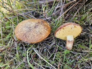  ( - FDS-CA-02251)  @11 [ ] by (2024) Mandy Hackney Fungal Diversity Survey