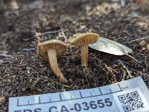  (Inocybe sp. CA73 - FDS-CA-03655)  @11 [ ] by-nc (2024) Stu Pickell Fungal Diversity Survey